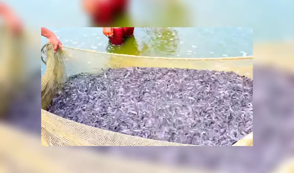 YouTube viral: lanza alimento a misterioso lago y miles de criaturas marinas emergen para devorarlo YouTube viral: lanza alimento a misterioso lago y miles de criaturas marinas emergen para devorarlo