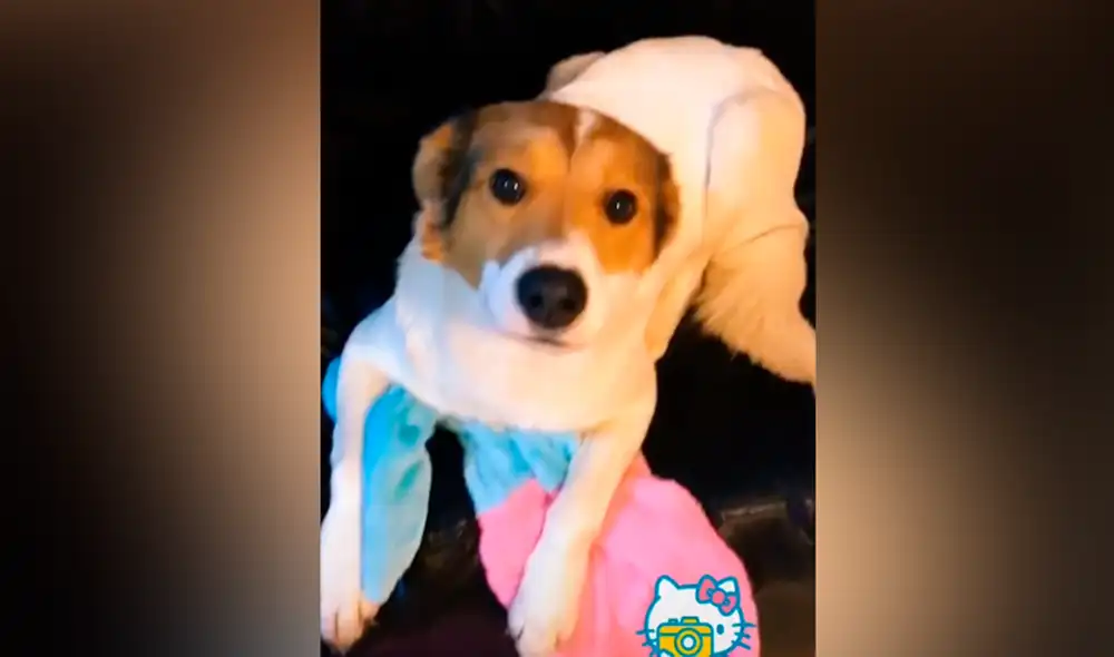 Desliza las imágenes para ver la peculiar escena que protagonizó esta perrita al escuchar su ‘palabra favorita’. Fotocaptura: Catalina Miralles/TikTok