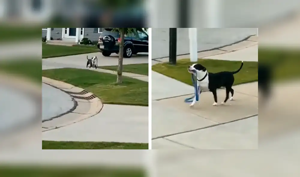Desliza las imágenes hacia la izquierda para apreciar la singular acción de un perro para volver a salir a la calle. Foto: Captura. Desliza las imágenes hacia la izquierda para apreciar la singular acción de un perro para volver a salir a la calle. Foto: Captura.