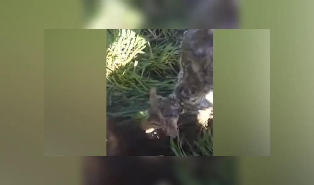 Desliza hacia la izquierda para ver las imágenes del viral de YouTube.