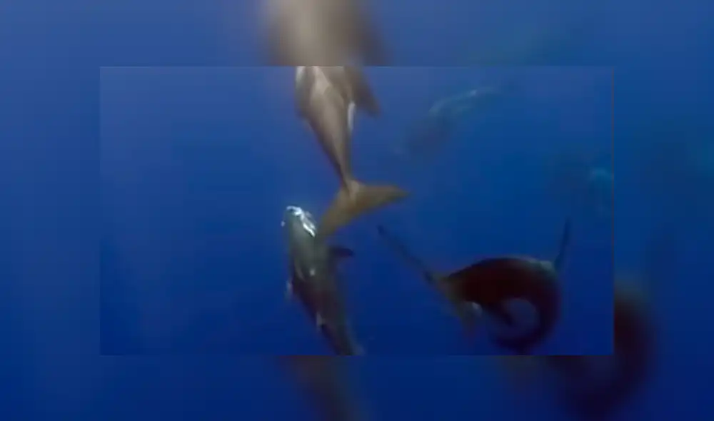 Las orcas se aprovechan de los pescadores, quienes tienen que competir con ellas por los atunes.