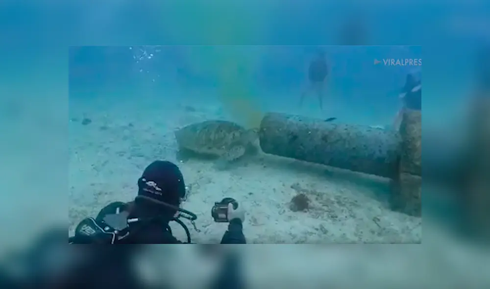 Cree que tortuga ha muerto aplastada por pesado tubo, se acerca y descubre la terrorífica verdad [VIDEO]