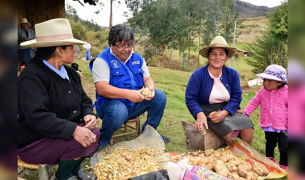 La Libertad produce 400 mil toneladas de papa al año