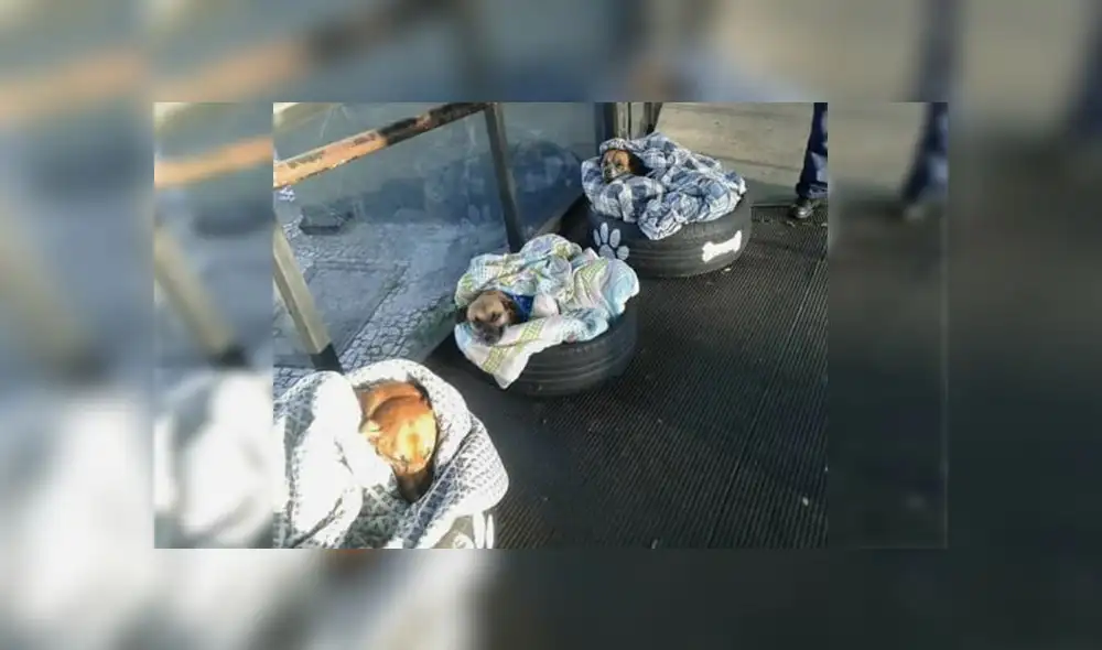 Convocan a voluntarios para fabricar camas para perros callejeros