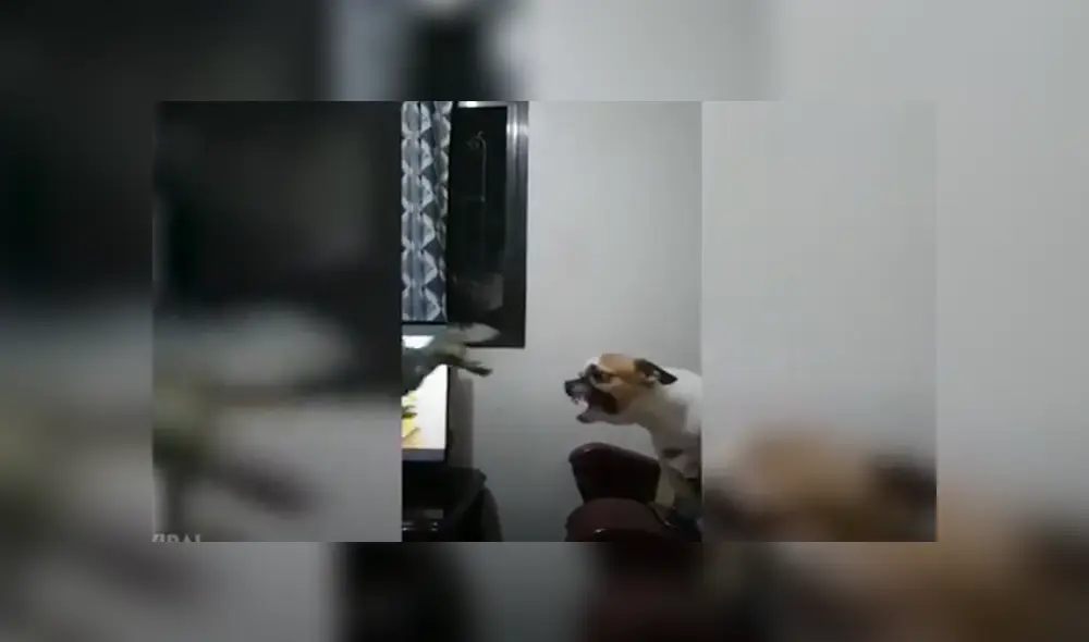 Desliza hacia la izquierda para ver las imágenes del viral de YouTube. Foto: Captura.