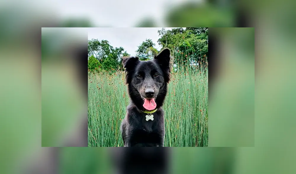 Desliza las imágenes hacia la izquierda para conocer la historia de un perro bebé que fue salvado de milagro. Foto: Captura. Desliza las imágenes hacia la izquierda para conocer la historia de un perro bebé que fue salvado de milagro. Foto: Captura.