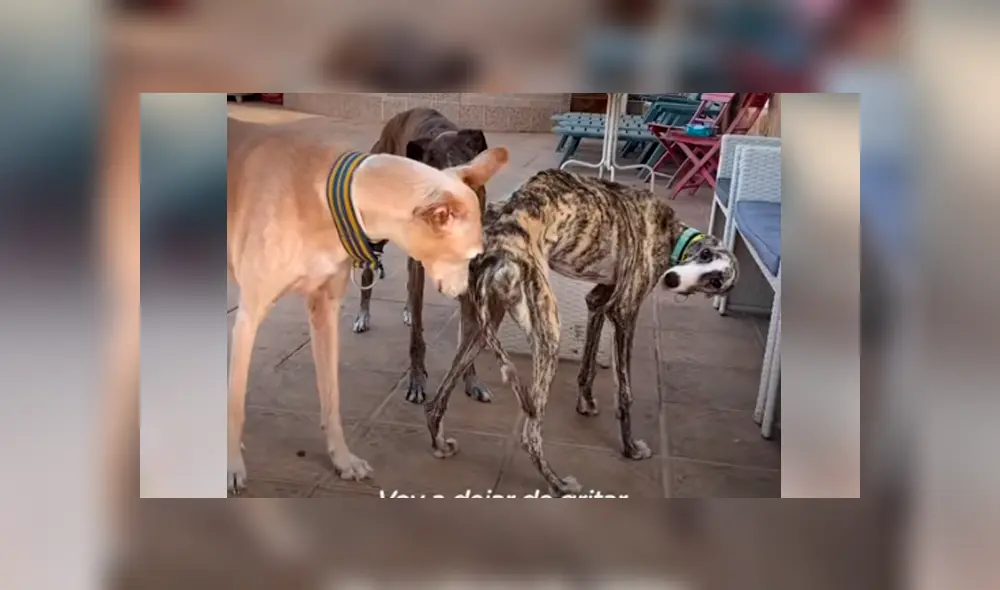 Desliza hacia la izquierda para ver la recuperación de un perro callejero que fue abandonado en deplorables condiciones. Estas imágenes se han viralizado en Facebook. Desliza hacia la izquierda para ver la recuperación de un perro callejero que fue abandonado en deplorables condiciones. Estas imágenes se han viralizado en Facebook.