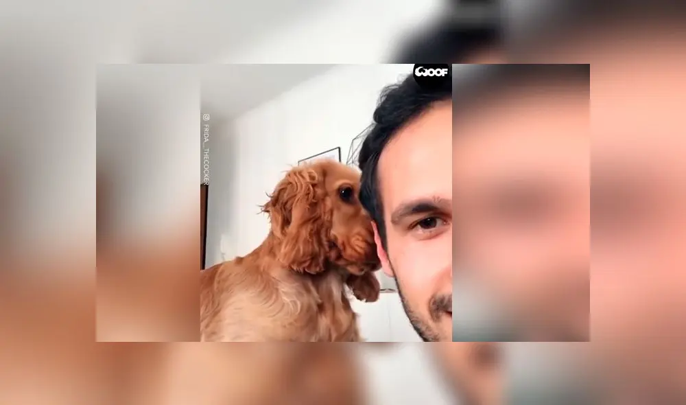 Desliza las imágenes para ver la peculiar reacción que tuvo un perro al descubrir que lo estaban filmando. Foto: Woof Woof Desliza las imágenes para ver la peculiar reacción que tuvo un perro al descubrir que lo estaban filmando. Foto: Woof Woof