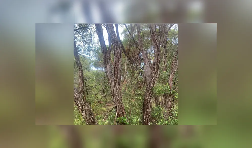 A través de Facebook se ha vuelto viral este desafío que muy pocos han logrado superar.