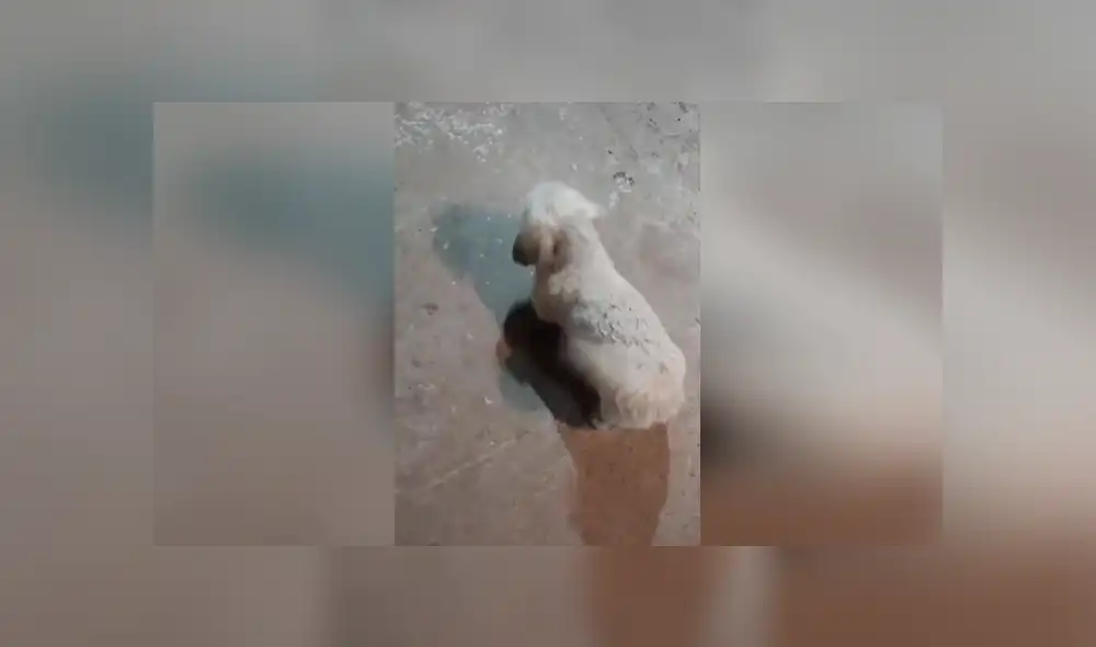 Desliza las imágenes para observar la actuación de un divertido perro para conseguir la atención de su amo.