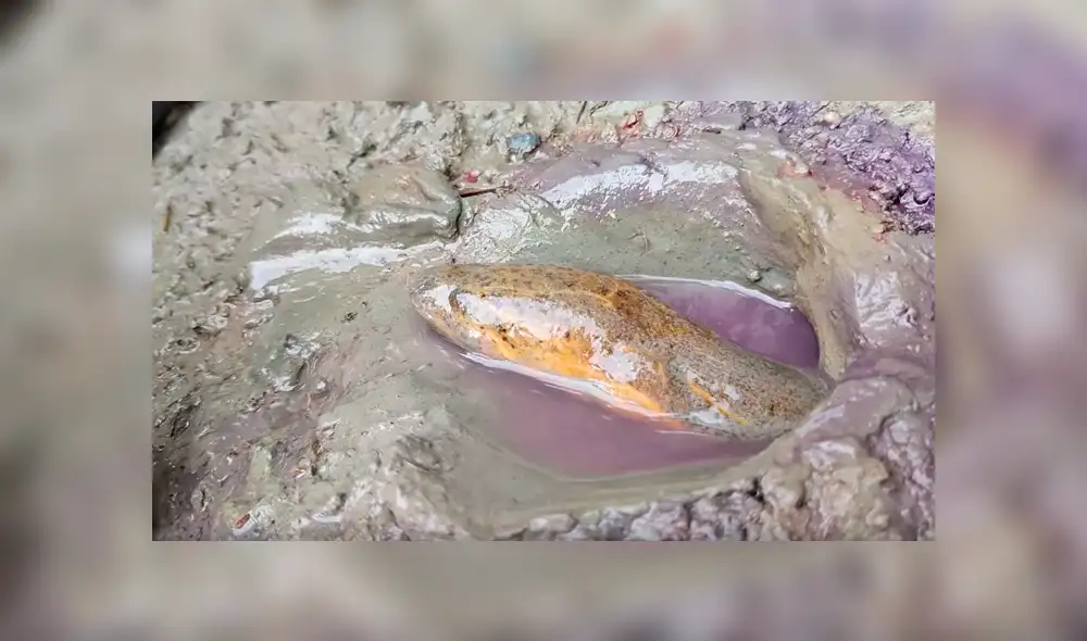 Derrama gran cantidad de tinte en misterioso hueco y aparecen decenas de peligrosos peces. Derrama gran cantidad de tinte en misterioso hueco y aparecen decenas de peligrosos peces.