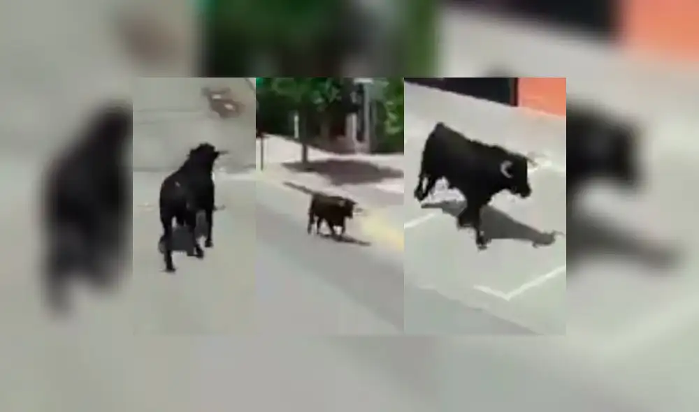 Twitter: toro se escapa y mujer graba el hecho mientras tenía sexo, según usuarios [VIDEO]