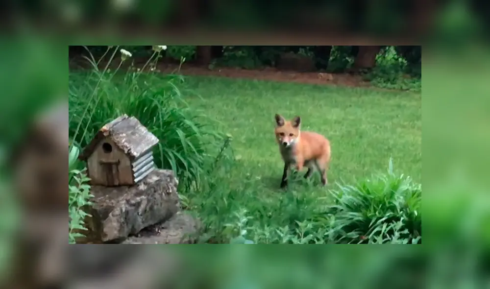 Desliza las imágenes para conocer las travesuras de unos zorros tras acudir todos los días a una casa. Foto: Shawn Davis. Desliza las imágenes para conocer las travesuras de unos zorros tras acudir todos los días a una casa. Foto: Shawn Davis.