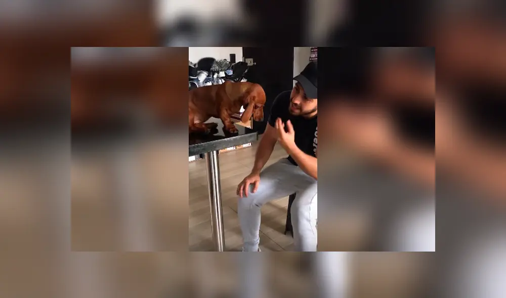 Desliza las imágenes para conocer la emotiva reacción de un perro para conseguir el perdón de su dueño. Desliza las imágenes para conocer la emotiva reacción de un perro para conseguir el perdón de su dueño.