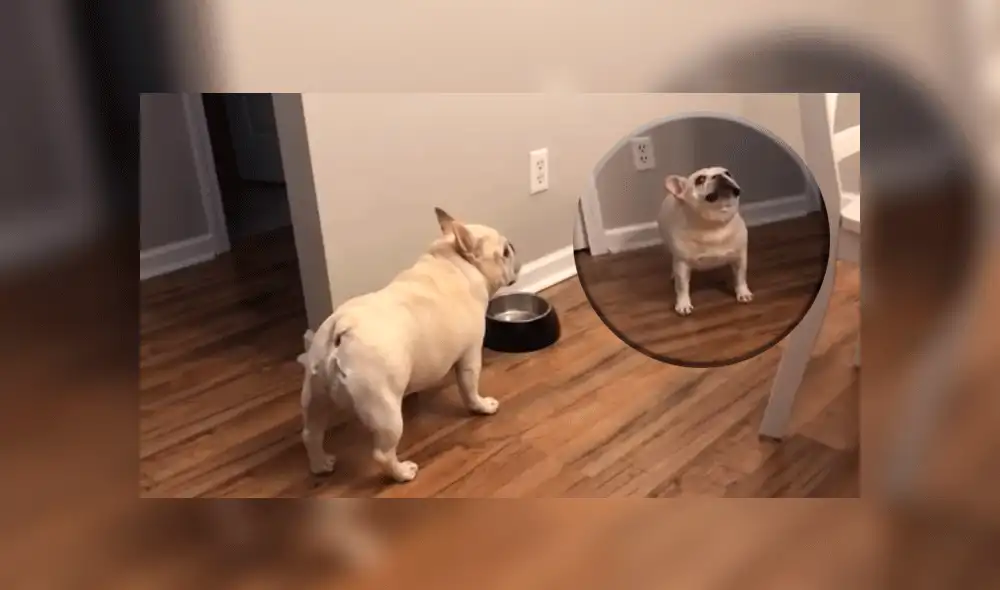 Dueña obliga a su perro a hacer dieta y el can tiene inesperada reacción [VIDEO]