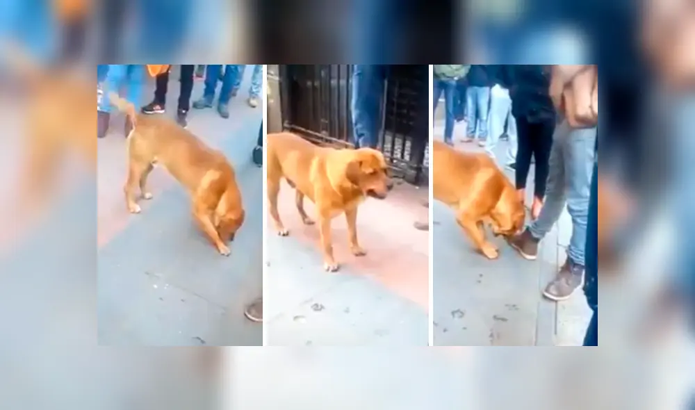 Desliza las imágenes hacia la izquierda para apreciar la emoción de un perro cuando unas personas se unen a su juego. Fotocaptura: Facebook.