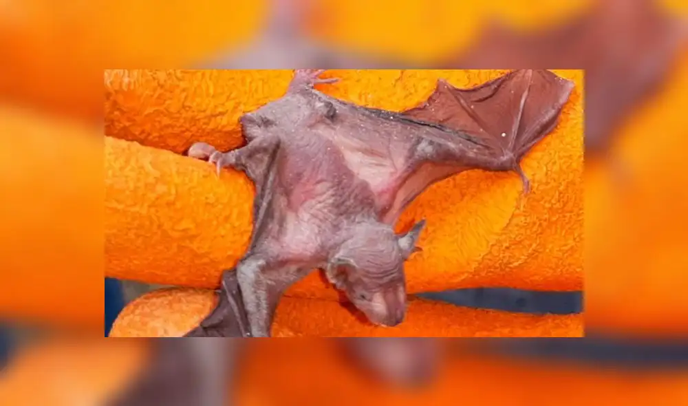 Créditos: Serfor. Créditos: Serfor.