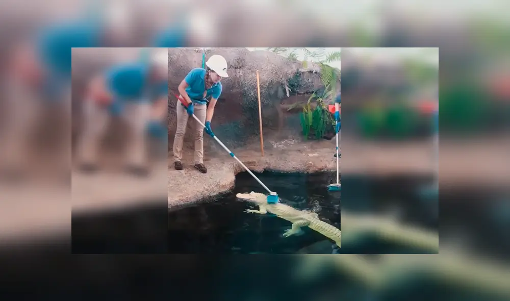 En YouTube, una joven cuidadora aseó a un peligroso cocodrilo y se sorprendió al notar su reacción. En YouTube, una joven cuidadora aseó a un peligroso cocodrilo y se sorprendió al notar su reacción.