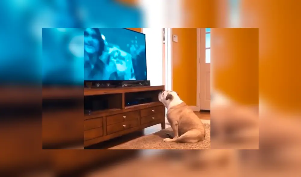 Video es viral en YouTube. Un joven puso el tráiler de Joker en su televisor, sin imaginar la reacción que tendría su perro al ver al villano interpretado por Joaquin Phoenix. Foto: Captura. Video es viral en YouTube. Un joven puso el tráiler de Joker en su televisor, sin imaginar la reacción que tendría su perro al ver al villano interpretado por Joaquin Phoenix. Foto: Captura.