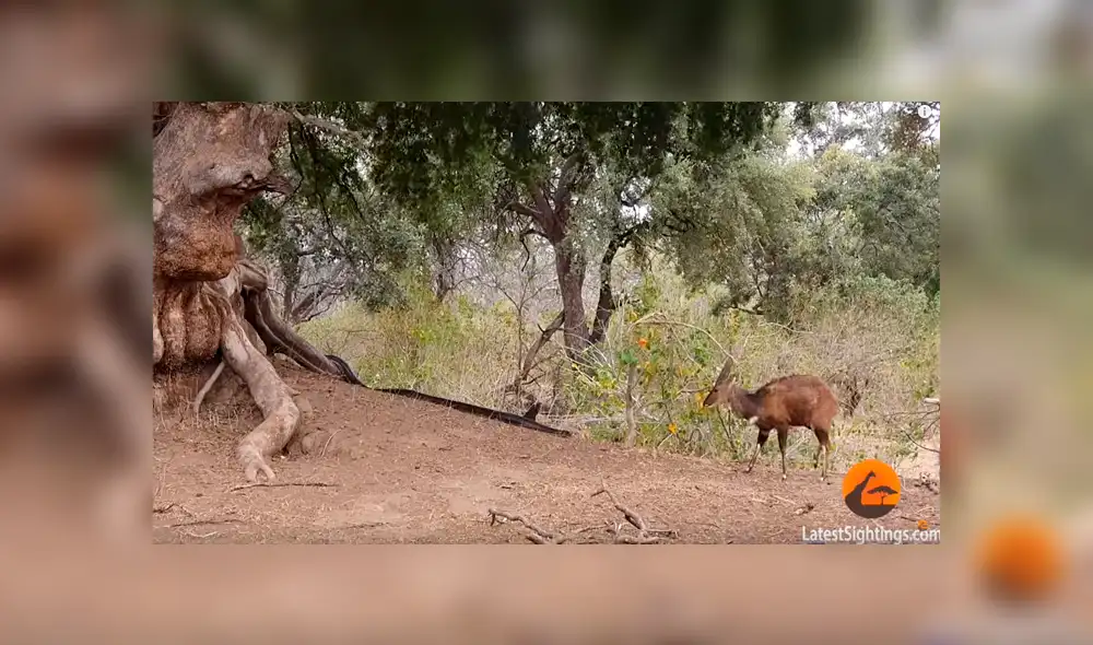 Feroz pitón acecha a ciervo distraído, lo intenta devorar y sucede algo increíble [VIDEO] 