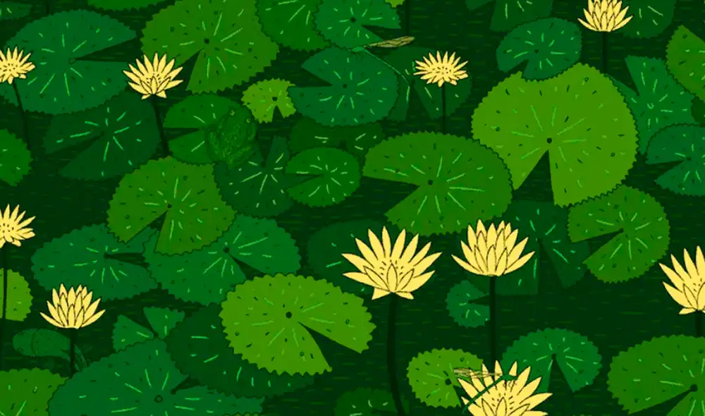 Debes hallas dos libélulas, dos ranas y un pez. Foto: Noticieros Televisa/Facebook