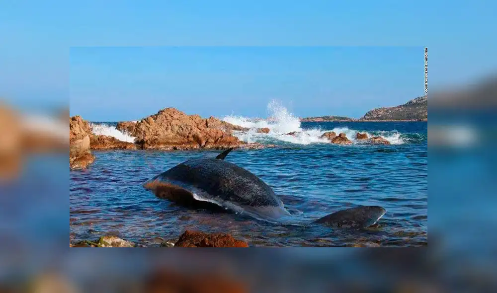 Ballena preñada muere con 22 kilos de basura plástica en estómago [FOTOS]