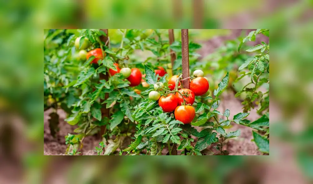 Científicos descubren que las plantas emiten sonidos cuando están estresadas