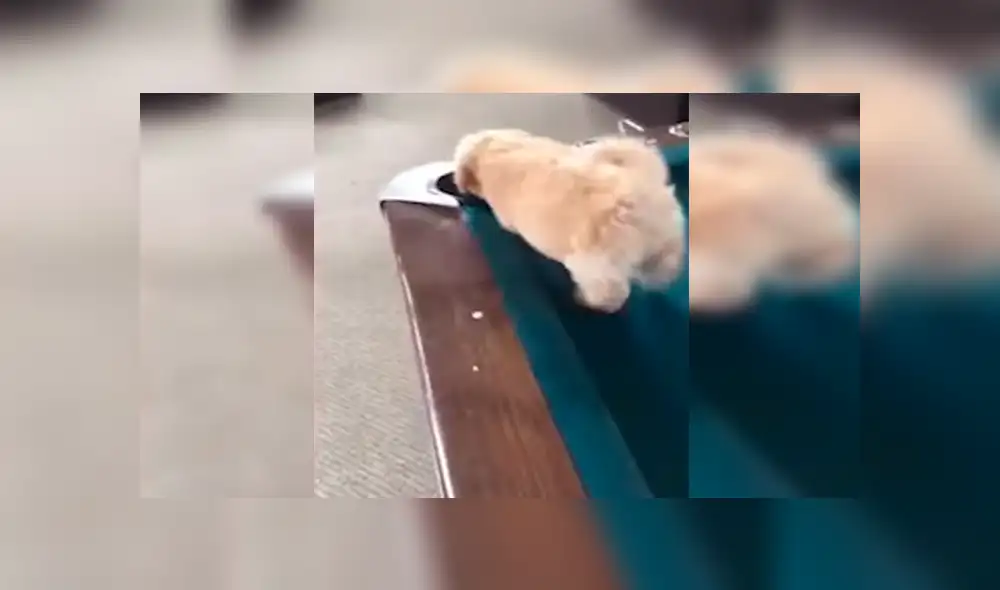 Facebook viral: perro no toleró que su dueño juegue al billar, decide interrumpirlo y sufre accidente [VIDEO]