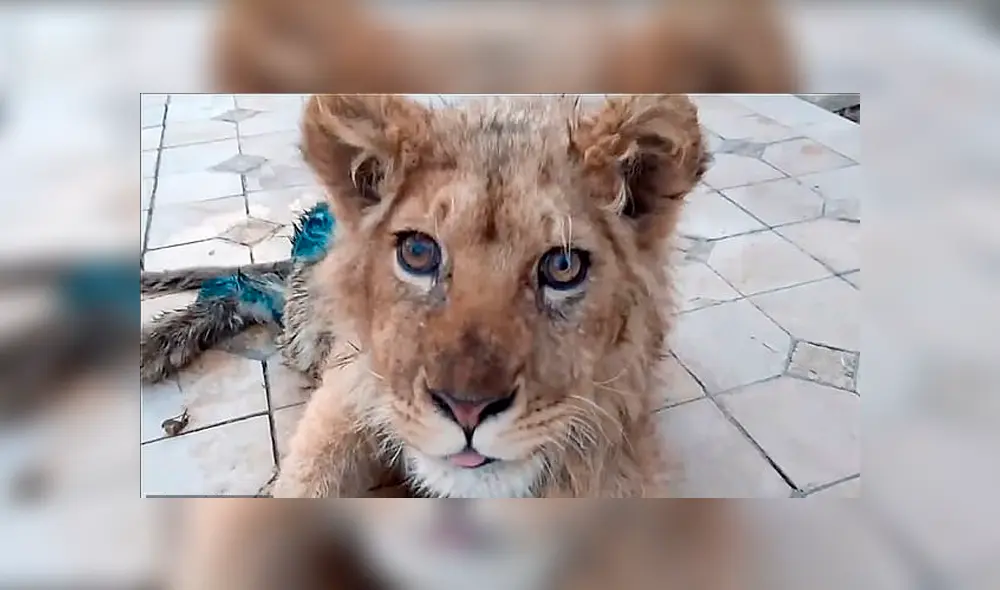 Simba, se convirtió en un objeto de atracción para miles de turistas. Foto: Dayli Mail