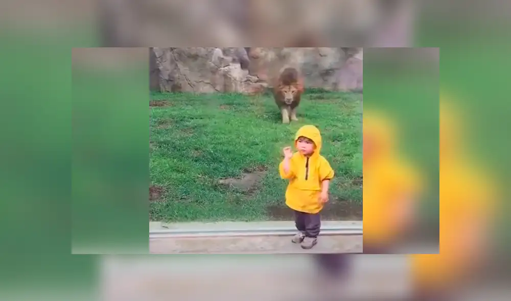 YouTube viral: niño quería fotografía junto a león en su recinto y así reacciona furioso depredador [VIDEO]