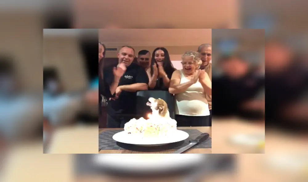 Desliza las imágenes para apreciar la conmovedora reacción del perro al notar la fiesta que organizó su familia.