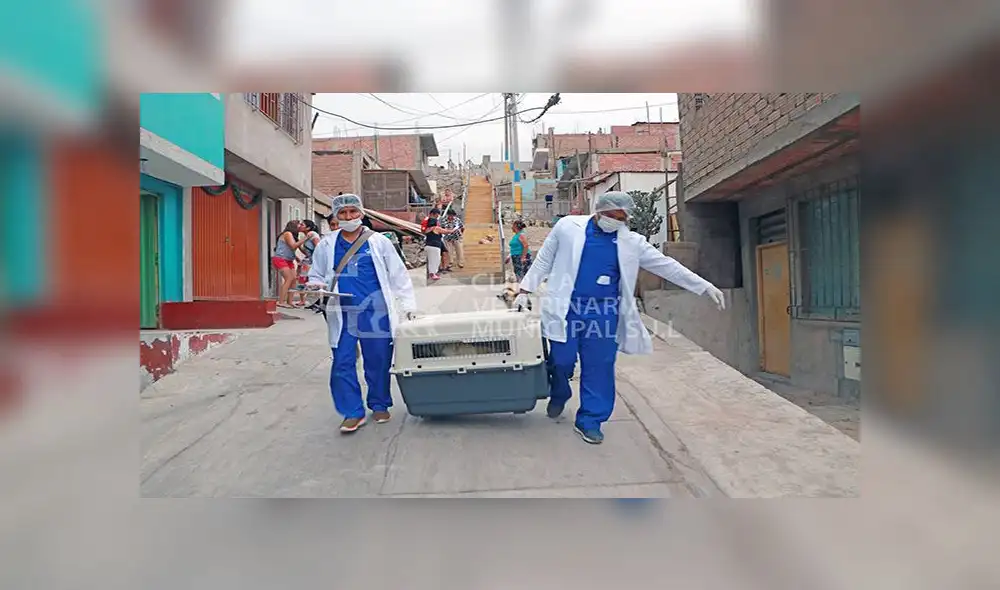 Rescatan a mascota que vivía en condiciones deplorables en SJL [FOTOS]