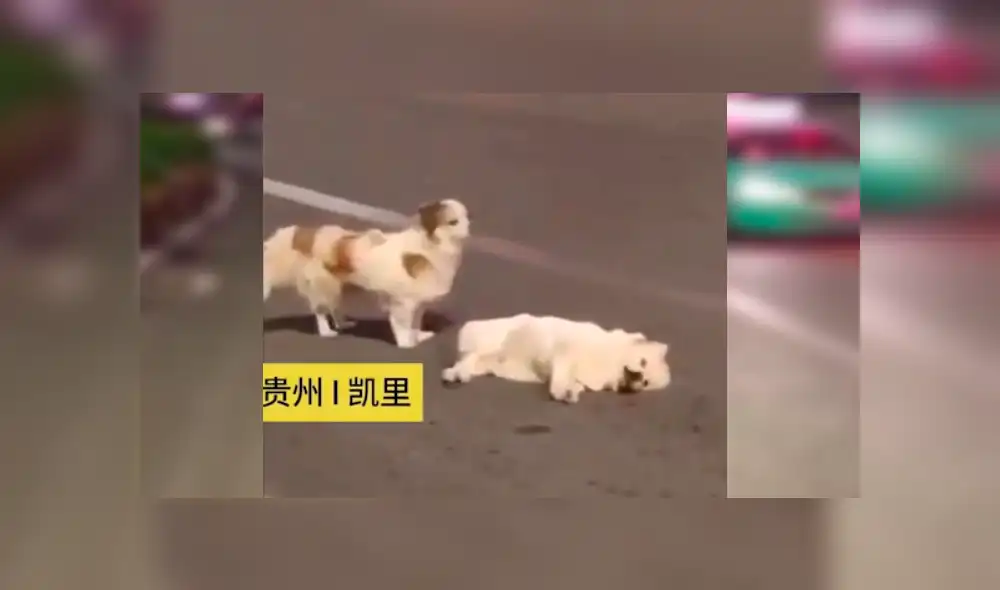 La conducta del can conmovió a conductores y transeúntes, quienes no dudaron en grabarlo y compartirlo en las redes La conducta del can conmovió a conductores y transeúntes, quienes no dudaron en grabarlo y compartirlo en las redes