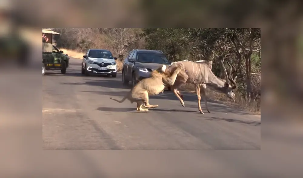Vía YouTube. Turistas compartieron la impresionante escena de la que fueron testigos durante un recorrido en su camioneta por un parque de Sudáfrica Vía YouTube. Turistas compartieron la impresionante escena de la que fueron testigos durante un recorrido en su camioneta por un parque de Sudáfrica