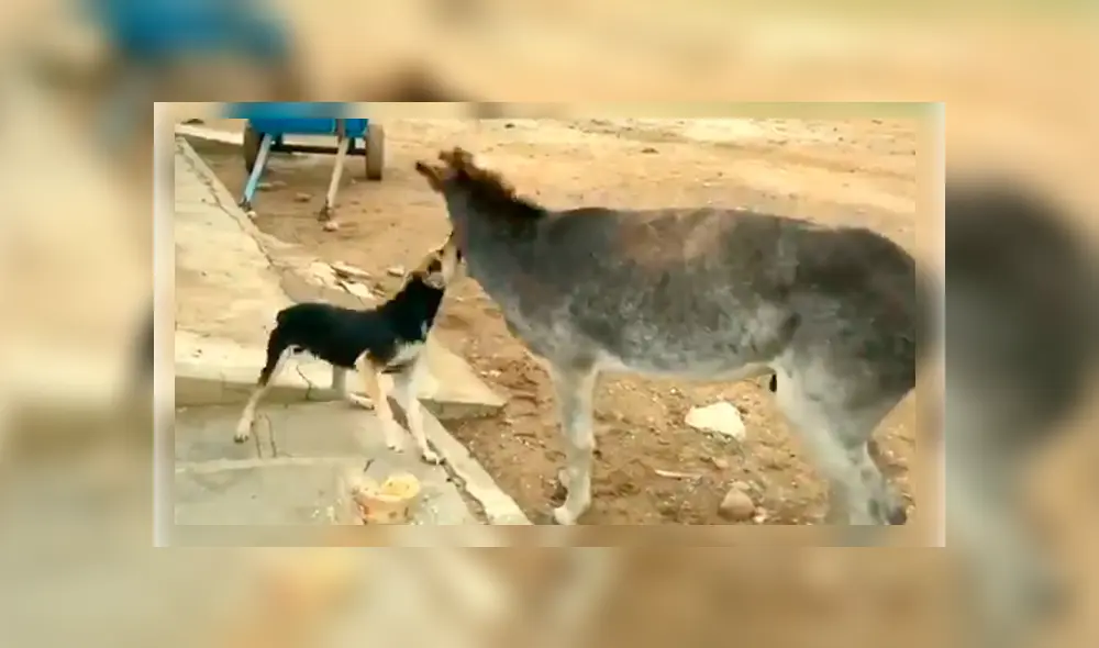 Vía Facebook. Menudo perro intentó ahuyentar al asno sin esperar la intempestiva respuesta por parte de este