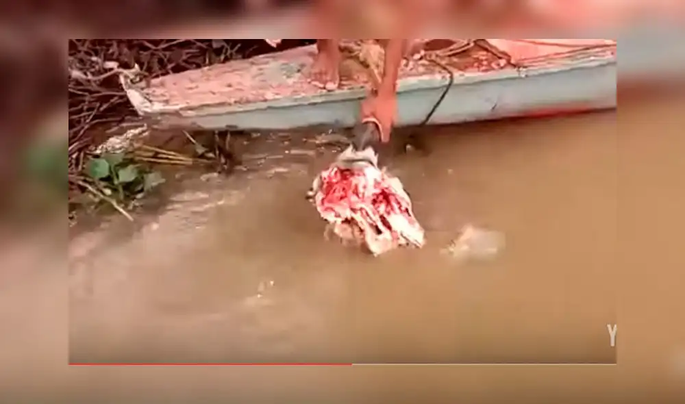 YouTube: la extrema experiencia de un hombre al alimentar a pirañas con sus manos | VIDEO YouTube: la extrema experiencia de un hombre al alimentar a pirañas con sus manos | VIDEO