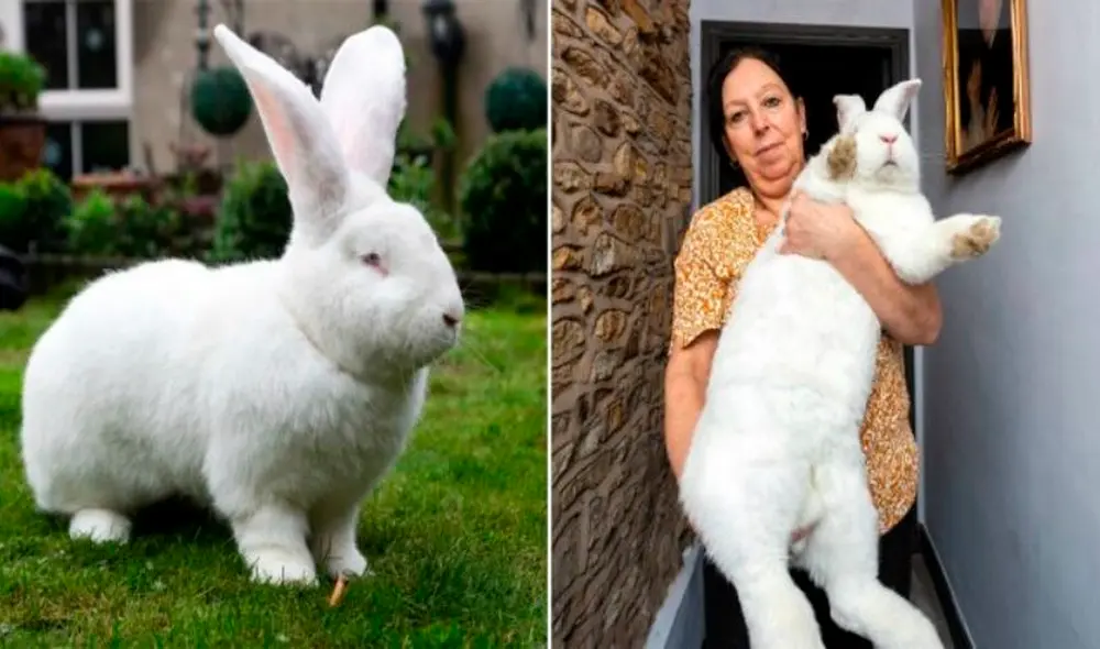 Desliza las imágenes para conocer a Jester, el conoce que ha asombrado por su gran tamaño. Foto: Facebook