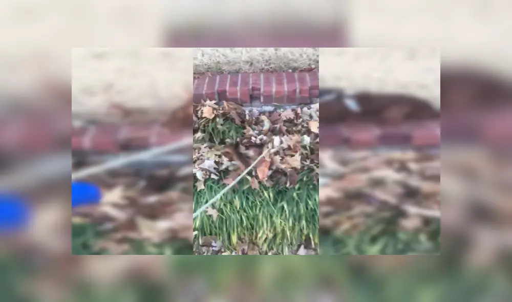 Facebook viral: perro travieso imita a tiburón para darle un gran susto a su dueña [VIDEO] 