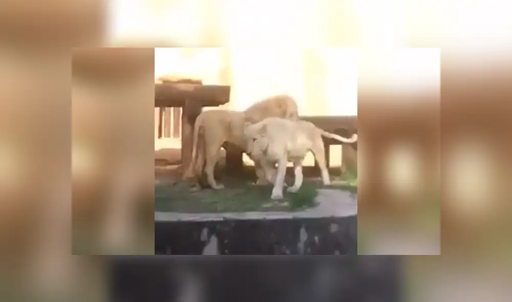 YouTube viral: ingeniosa madre usa gran truco para que su hijo no vea a dos leones en momento íntimo [VIDEO]