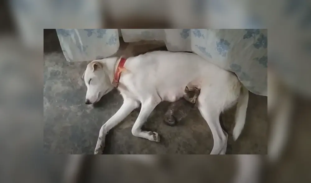 Desliza hacia la izquierda para ver las imágenes del viral de Facebook. Foto: Captura. Desliza hacia la izquierda para ver las imágenes del viral de Facebook. Foto: Captura.