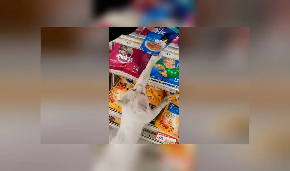 Desliza las imágenes para conoce un poco de más de 'Conejo', el pequeño gato que se robó el corazón de miles. Foto: Tania Sants/Facebook Desliza las imágenes para conoce un poco de más de 'Conejo', el pequeño gato que se robó el corazón de miles. Foto: Tania Sants/Facebook