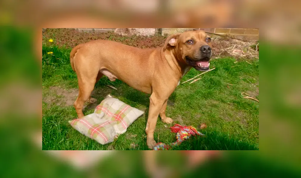 Deja al borde la muerte a su perro tras abandonarlo con una papa atorada en la garganta