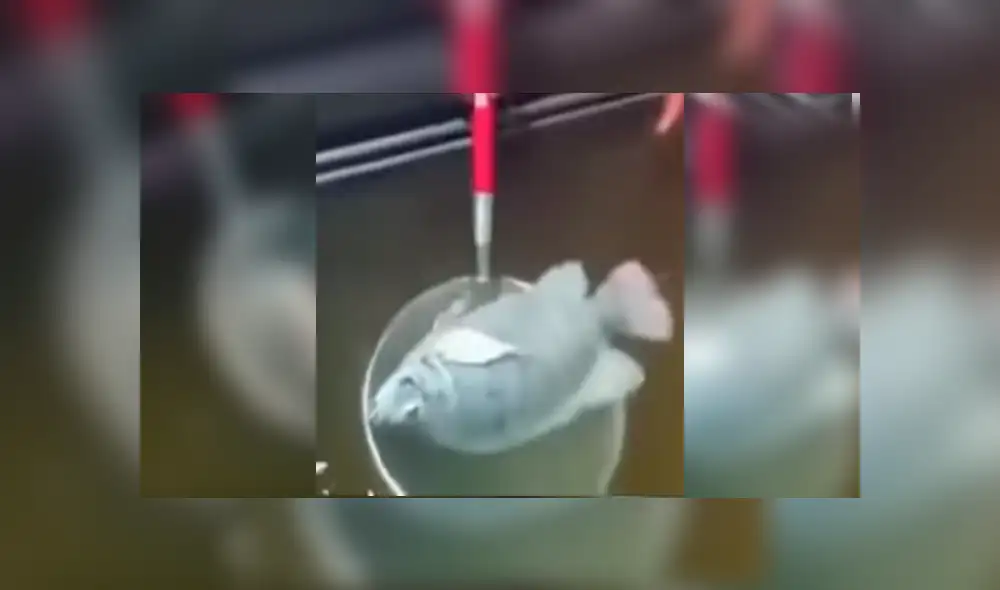 Desliza para ver el desenlace de este viral publicado en YouTube. Foto: Captura. Desliza para ver el desenlace de este viral publicado en YouTube. Foto: Captura.