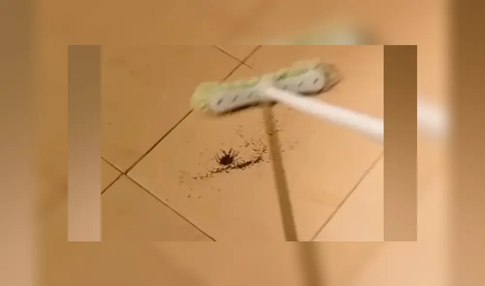 YouTube viral: encuentra araña con miles de sus crías, la mata y ocurre esto [VIDEO]