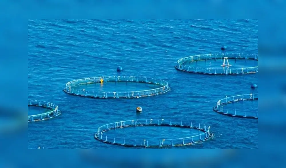 Maricultura en México. Fuente: Segob Maricultura en México. Fuente: Segob