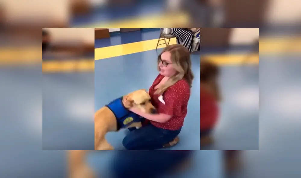 En YouTube, un perro lazarillo olvidó su entrenamiento cuando volvió a ver a su profesora, quien lo cuidó desde bebé. En YouTube, un perro lazarillo olvidó su entrenamiento cuando volvió a ver a su profesora, quien lo cuidó desde bebé.