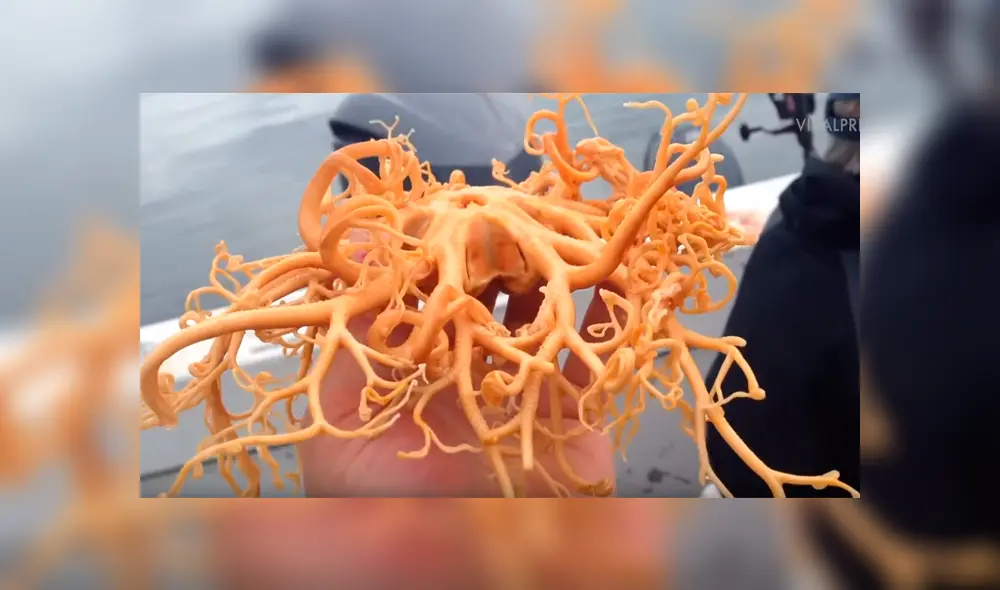 Hombre atrapa a misteriosa criatura del mar y queda aterrado al ver que tiene decenas de ‘brazos’ [VIDEO] 