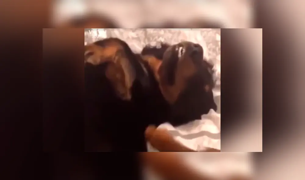 Facebook viral: hombre regaña a su perro por travesura y can finge su muerte 