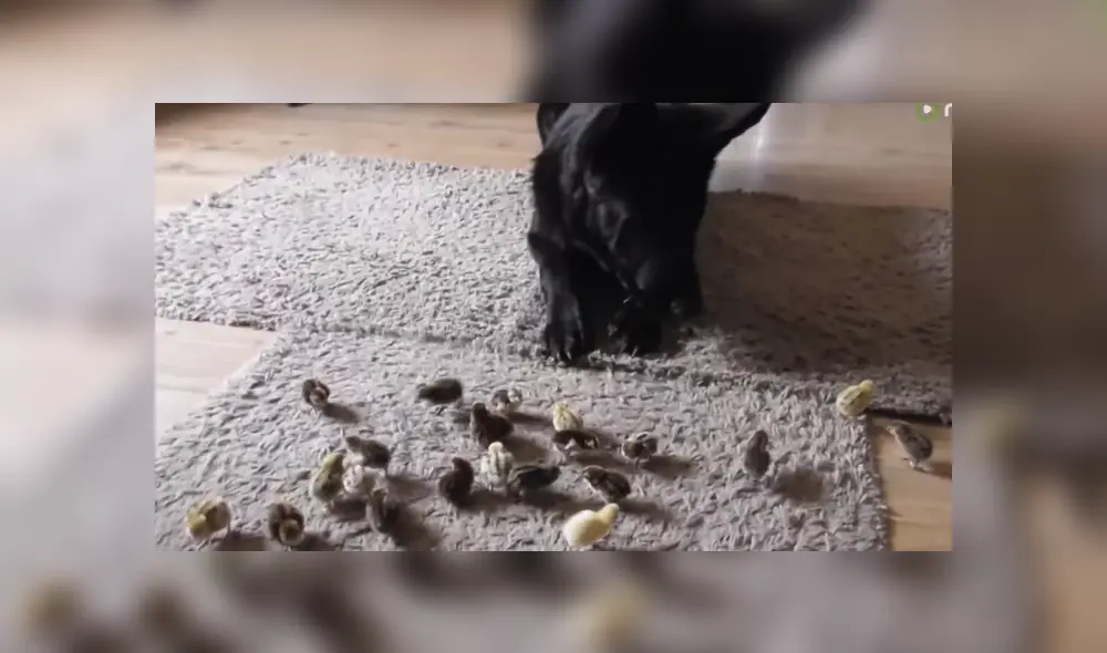 A través de YouTube se hizo viral un video que muestra el momento en que un perro ve por primera vez a un grupo de polluelos.