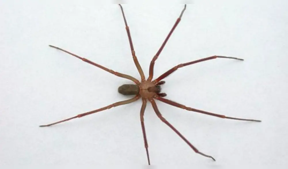 Bebé de 10 de meses podría perder el pie tras mordedura de araña violinista